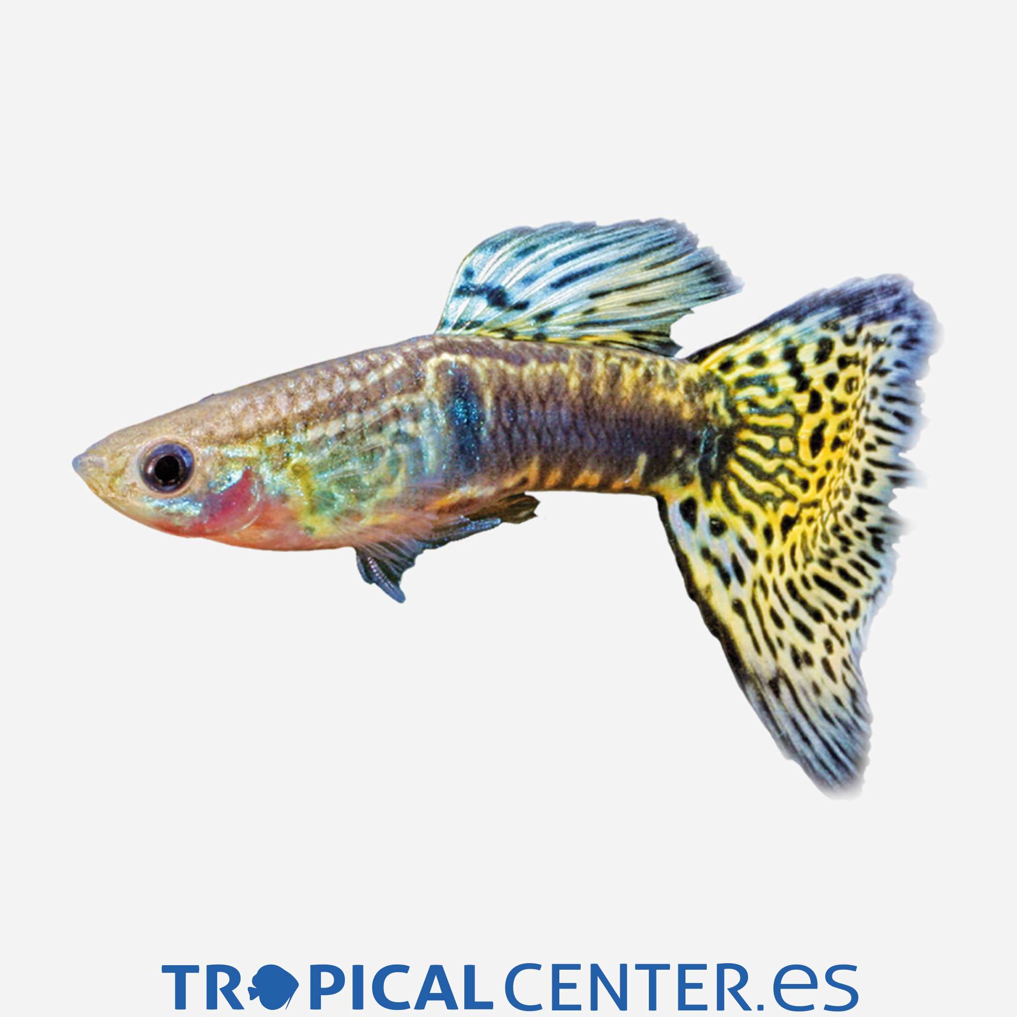 gu232-1-guppy-piel-de-serpiente-verde-macho_general_3656.jpg gu232-1-guppy-piel-de-serpiente-verde-macho_general_3656.jpg