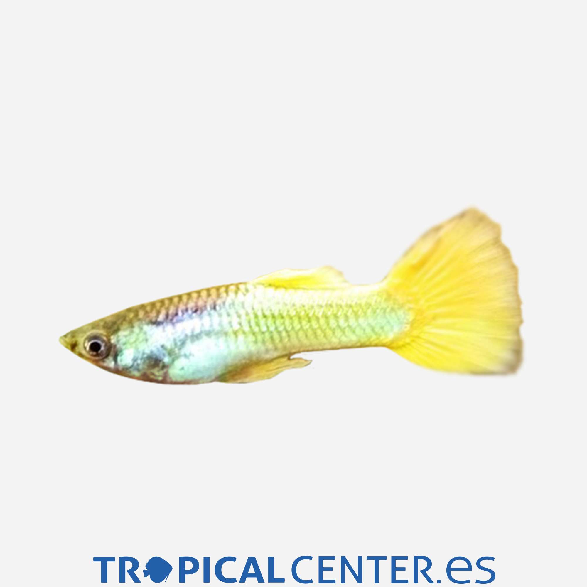 gu239-1-guppy-neon-amarillo-hqf-macho_general_3659.jpg gu239-1-guppy-neon-amarillo-hqf-macho_general_3659.jpg