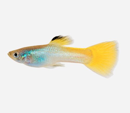 Guppy Neón amarillo 💎HQF💎 (macho)
