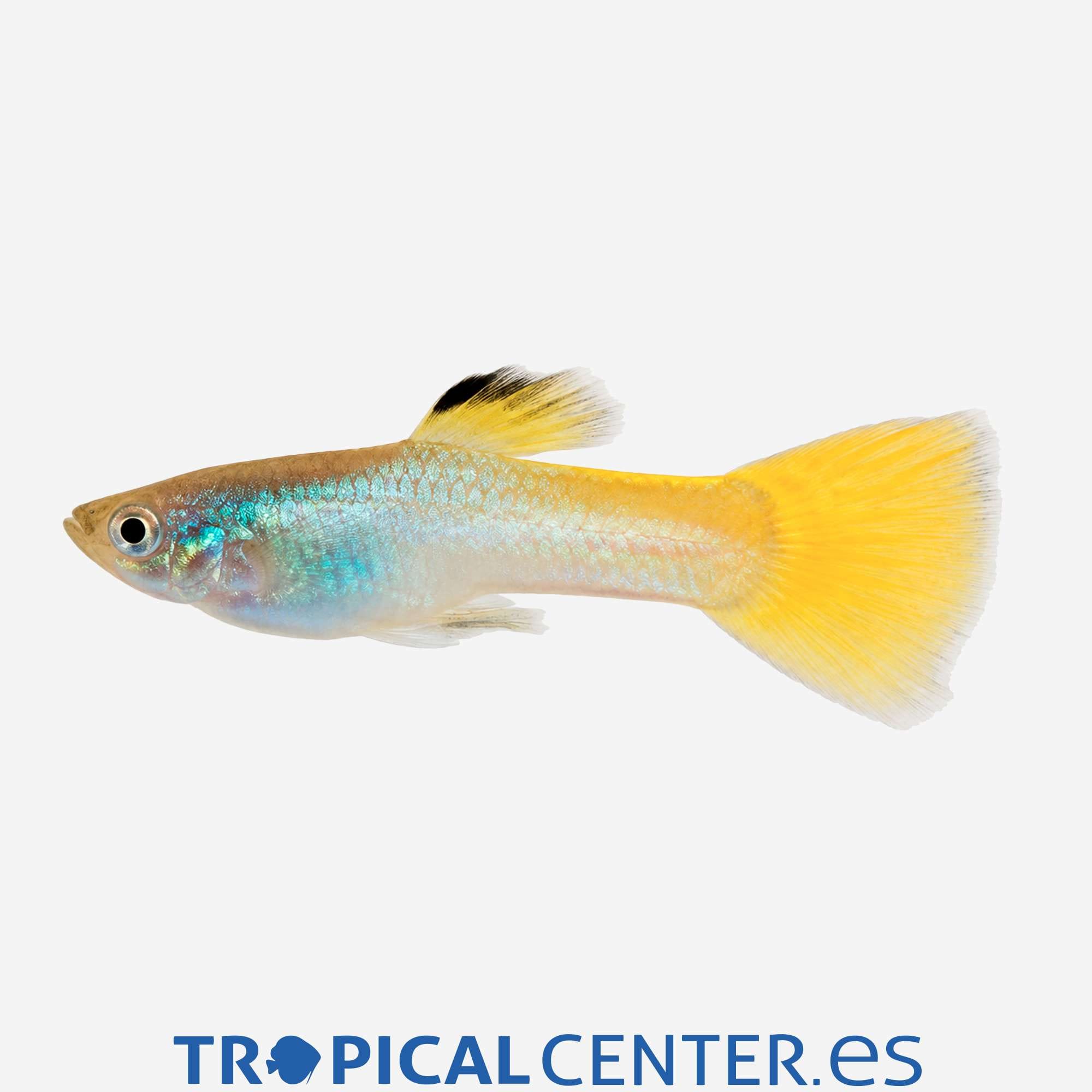 gu239-1-guppy-neon-amarillo-hqf-macho_general_5928.jpg gu239-1-guppy-neon-amarillo-hqf-macho_general_5928.jpg