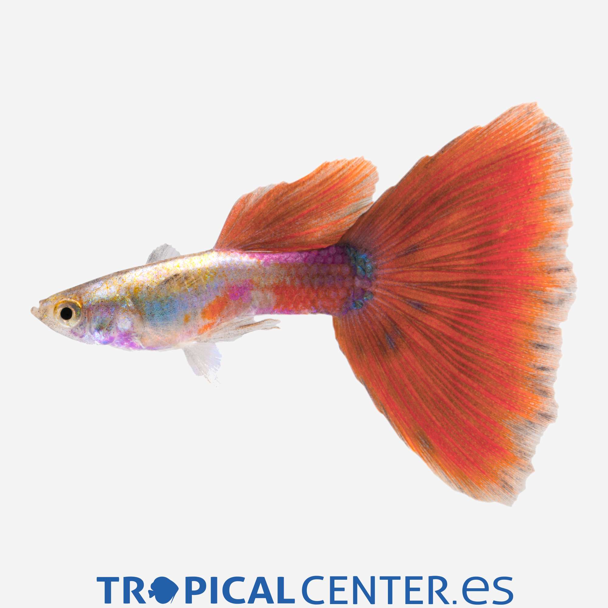 gu240-1-guppy-rosa-hqf_general_4202.jpg gu240-1-guppy-rosa-hqf_general_4202.jpg