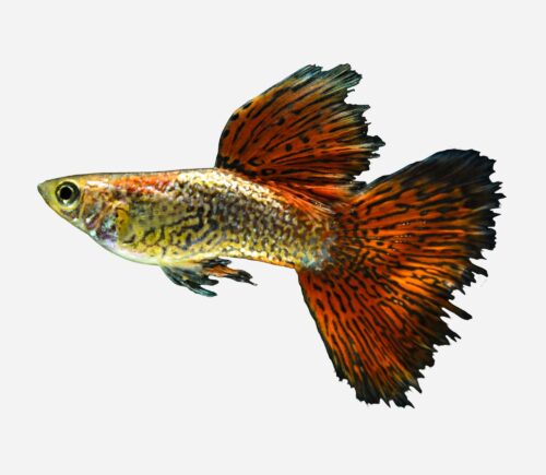 Guppy Piel de serpiente surtido (macho)