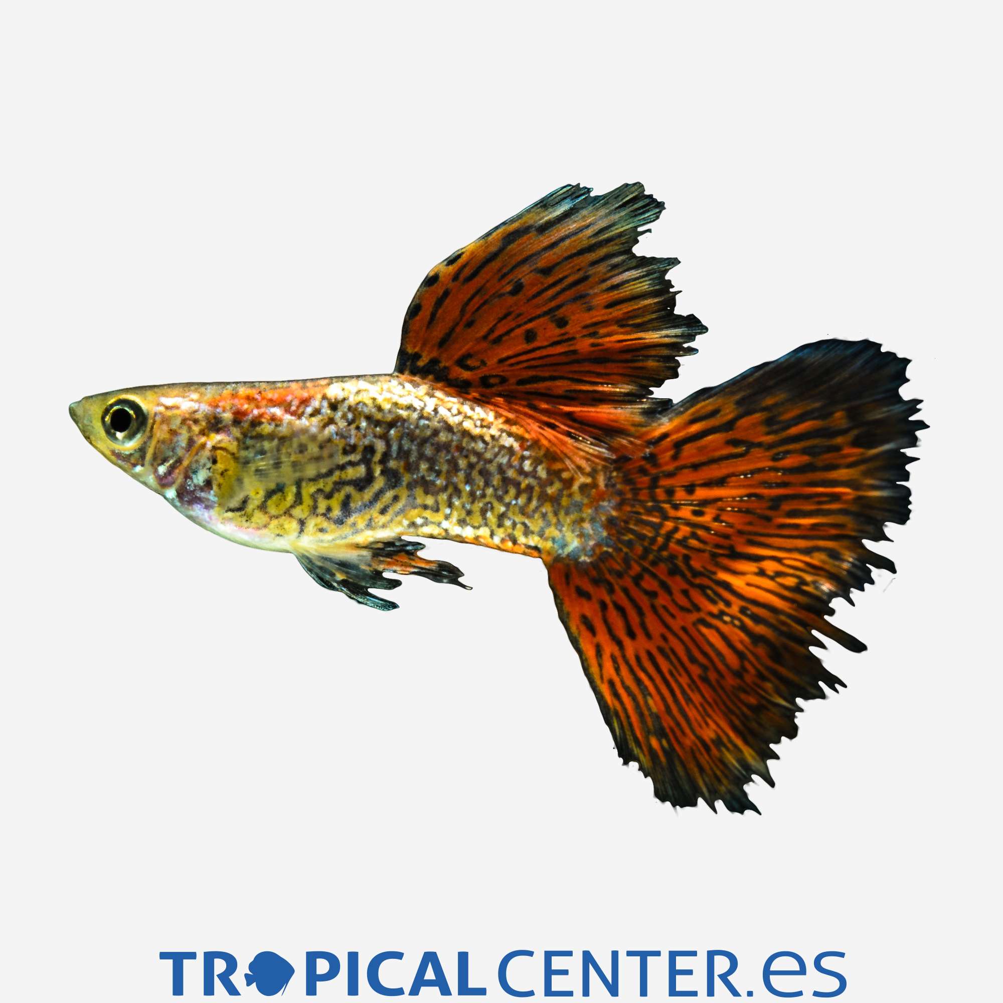 gu241-1-guppy-piel-de-serpiente-surtido-macho_general_3660.jpg gu241-1-guppy-piel-de-serpiente-surtido-macho_general_3660.jpg