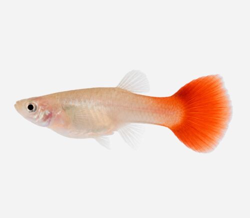 Guppy Rojo (hembra)