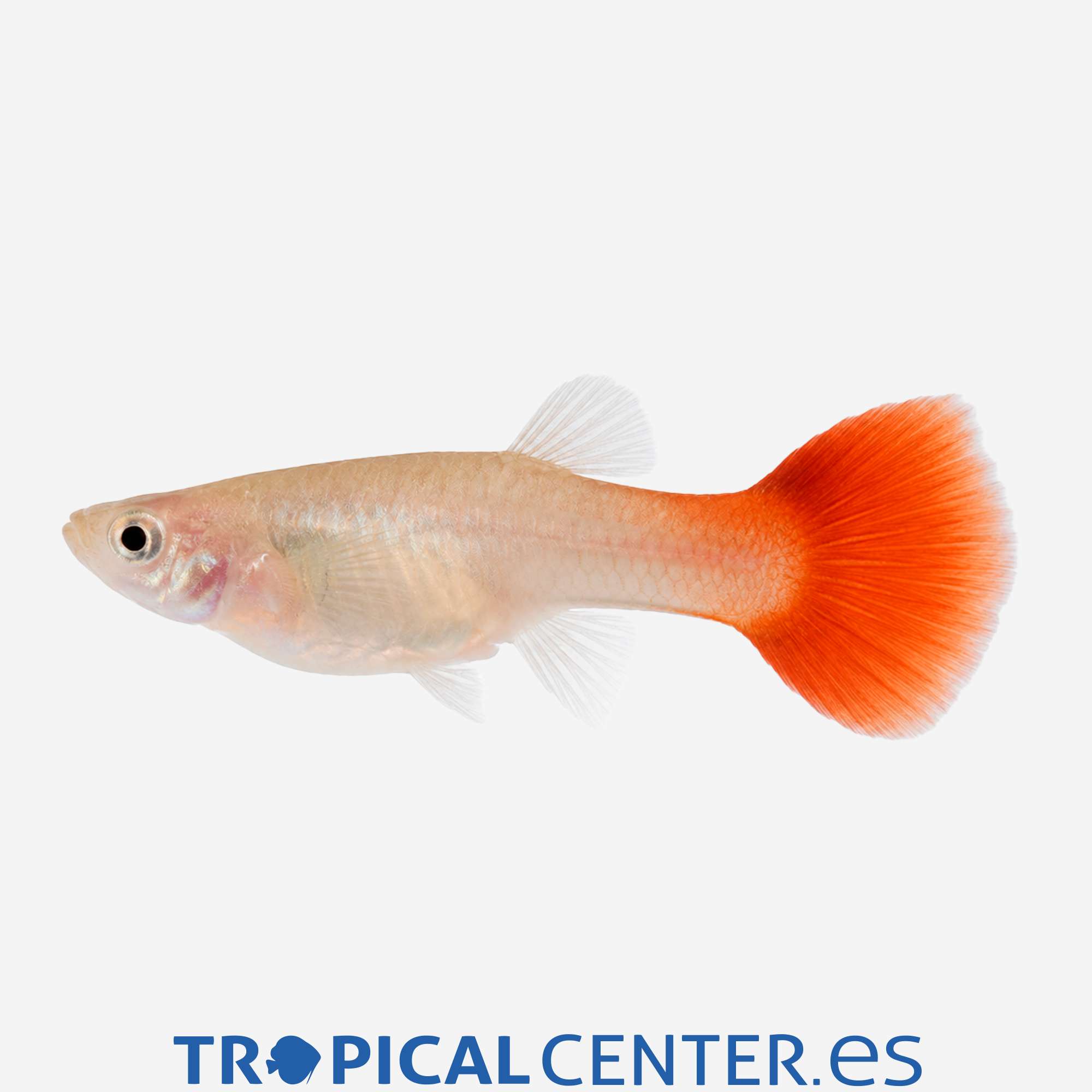 gu259-0-guppy-rojo-hembra_general_5907.jpg gu259-0-guppy-rojo-hembra_general_5907.jpg