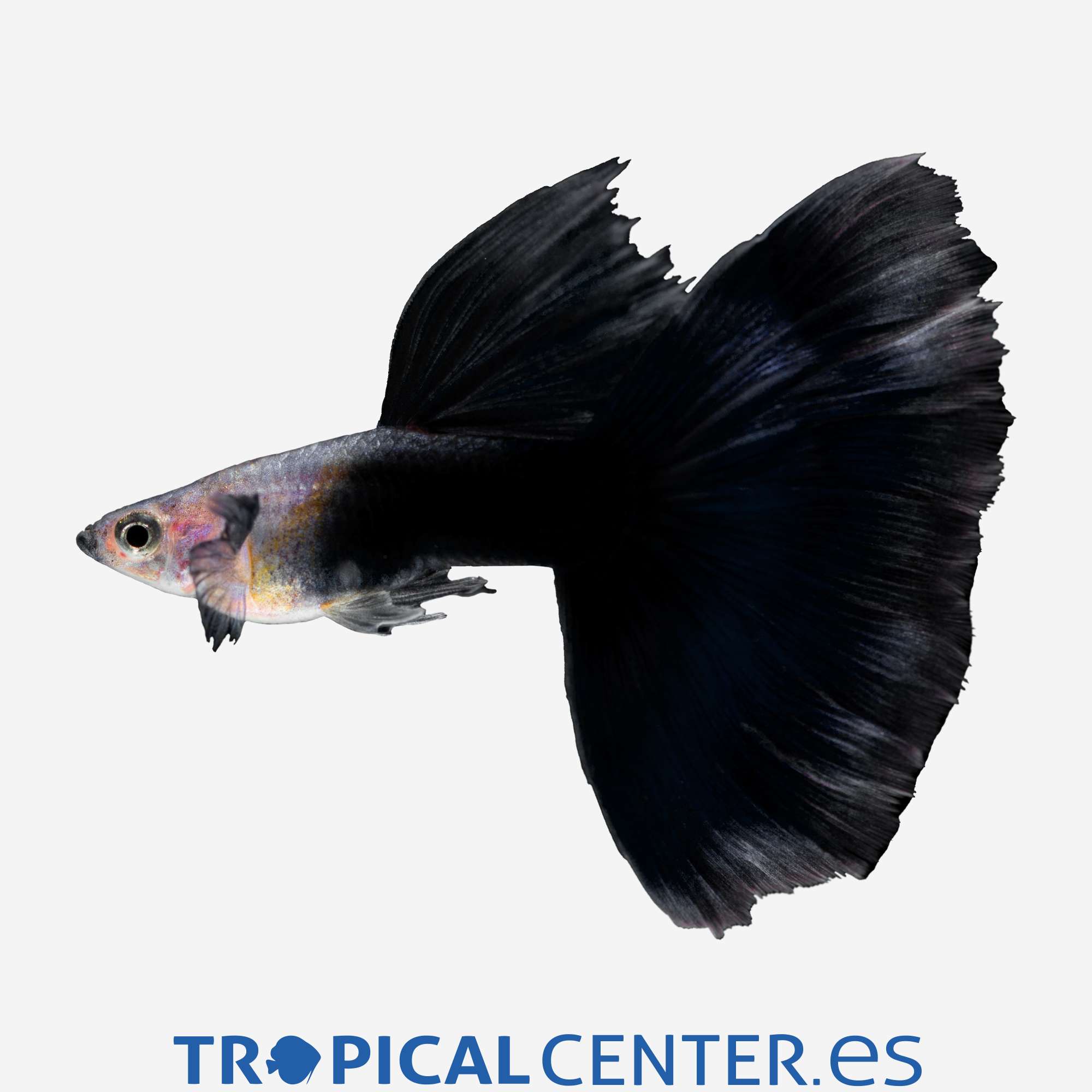 gu267-1-guppy-semi-negro-hqf-macho_general_3662.jpg gu267-1-guppy-semi-negro-hqf-macho_general_3662.jpg