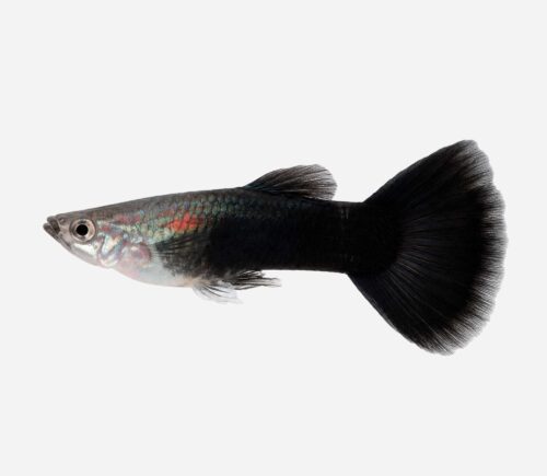 Guppy Semi negro 💎HQF💎 (macho)