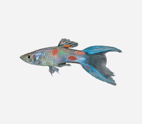 Guppy Doble espada 💎HQF💎 (macho)