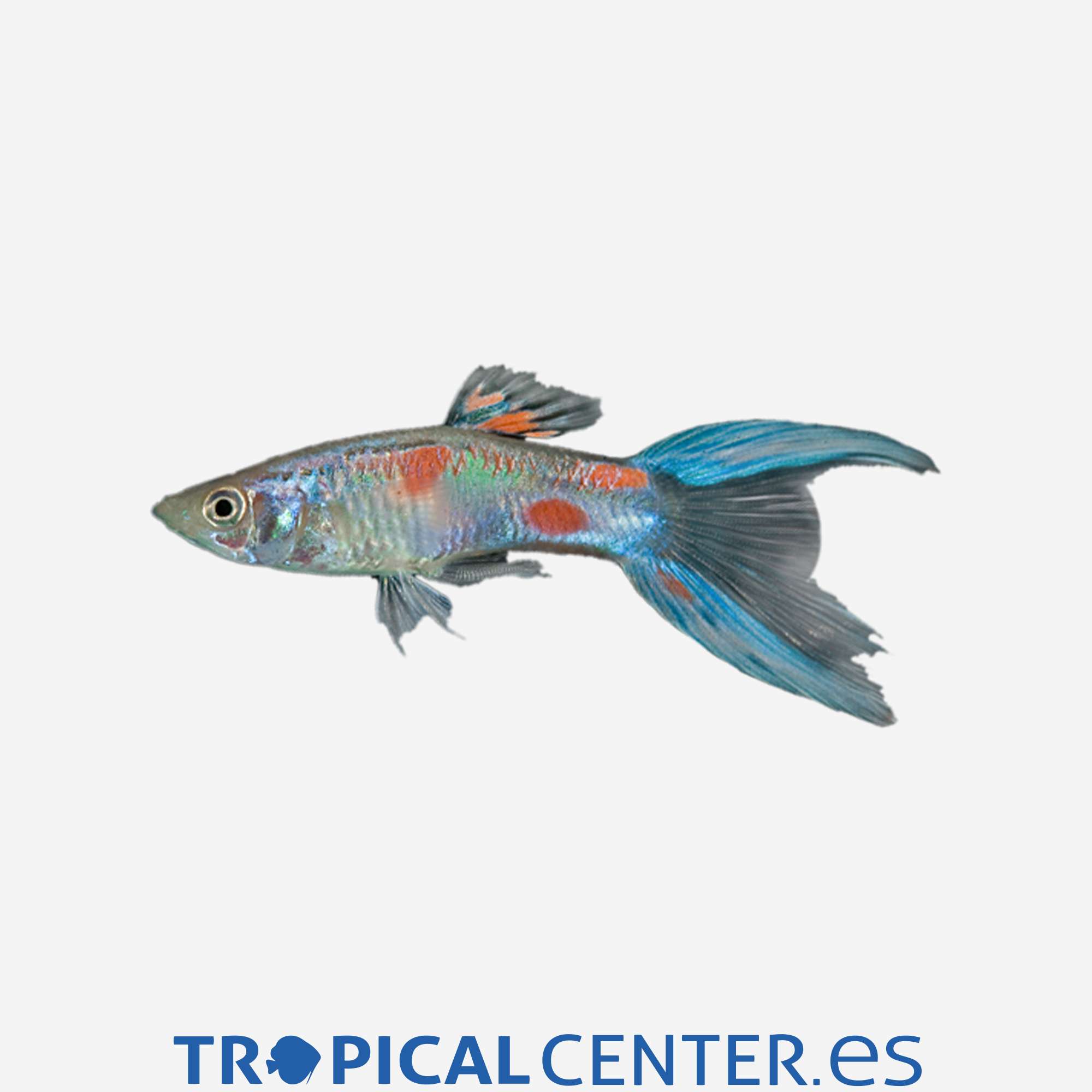 gu269-2-guppy-doble-espada-hqf-macho_general_5491.jpg gu269-2-guppy-doble-espada-hqf-macho_general_5491.jpg