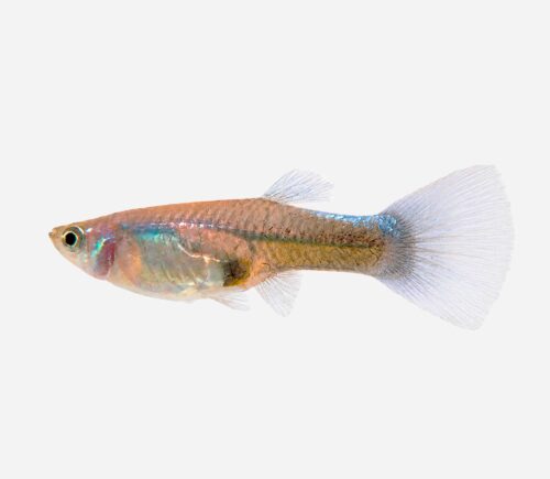 Guppy Neón azul (hembra)