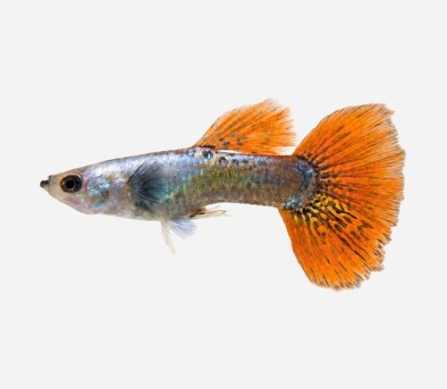 Guppy Dumbo 💎HQF💎 (macho)