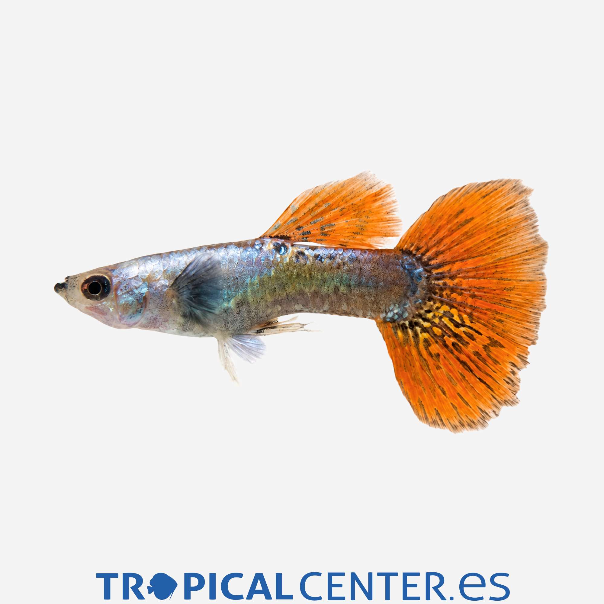 gu337-0-guppy-dumbo-hqf-macho_general_5944.jpg gu337-0-guppy-dumbo-hqf-macho_general_5944.jpg