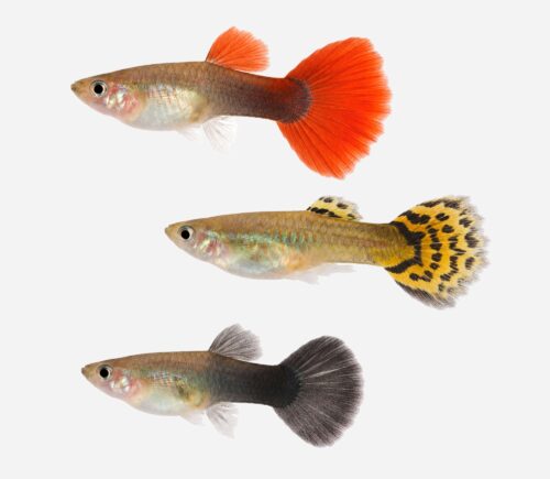 Guppy Surtido 💎HQF💎 (macho)