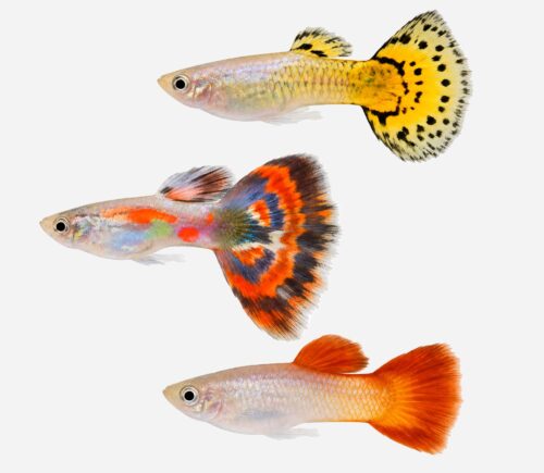 Guppy Surtido (macho)