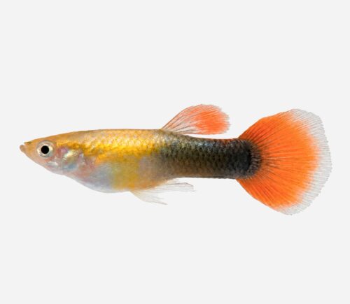 Guppy Rojo dorado tuxedo (macho)