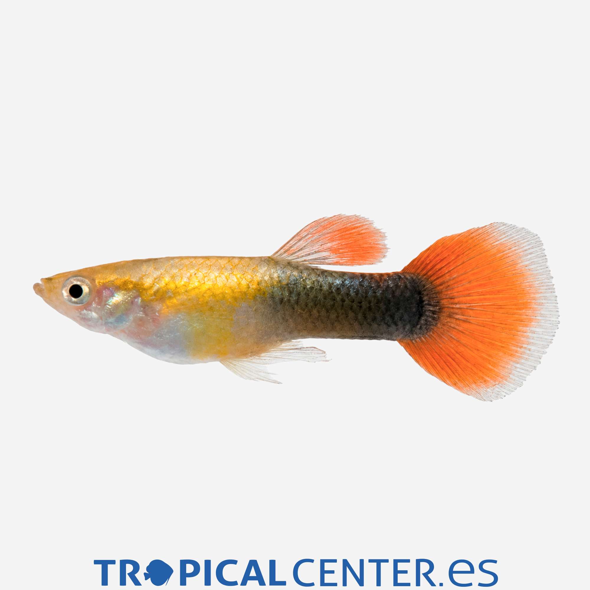 gu351-1-guppy-rojo-dorado-tuxedo-macho_general_5908.jpg gu351-1-guppy-rojo-dorado-tuxedo-macho_general_5908.jpg