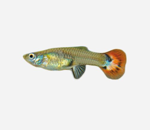Guppy Piel de serpiente roja (hembra)