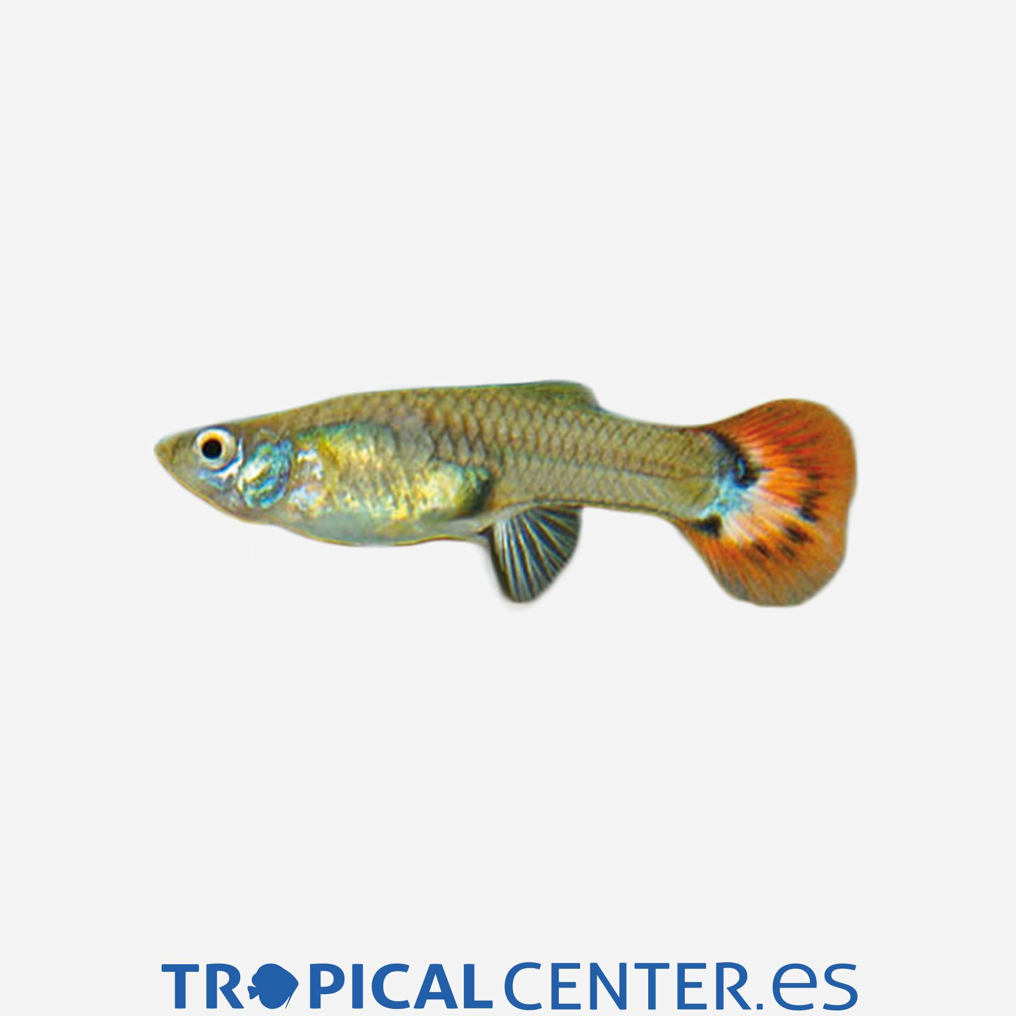 gu404-2-guppy-piel-de-serpiente-roja-hembra_general_4364.jpg gu404-2-guppy-piel-de-serpiente-roja-hembra_general_4364.jpg