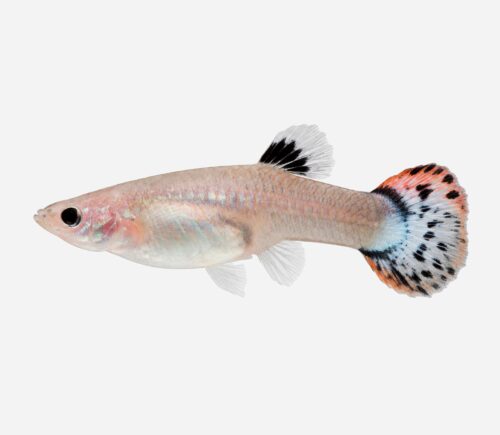 Guppy Piel de serpiente roja (hembra)