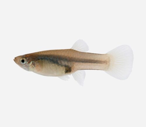 Guppy endler 💎HQF💎 (hembra)