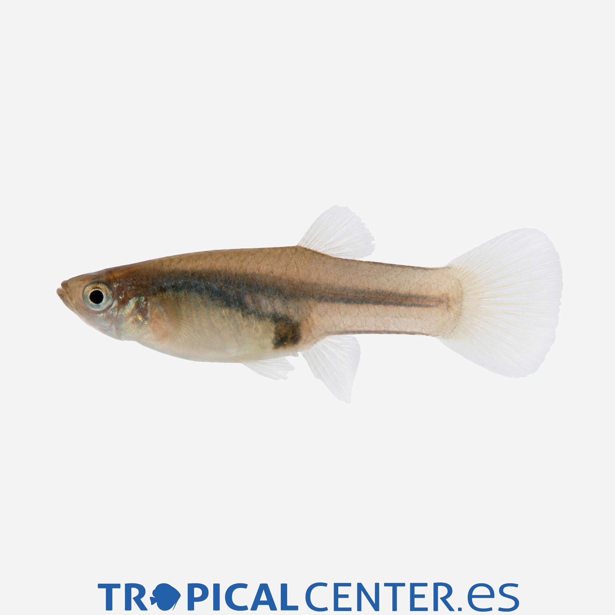 gu414-3-guppy-endler-hqf-hembra_general_5794.jpg gu414-3-guppy-endler-hqf-hembra_general_5794.jpg