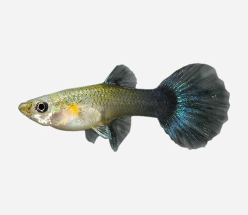 Guppy Tuxedo azul (hembra)