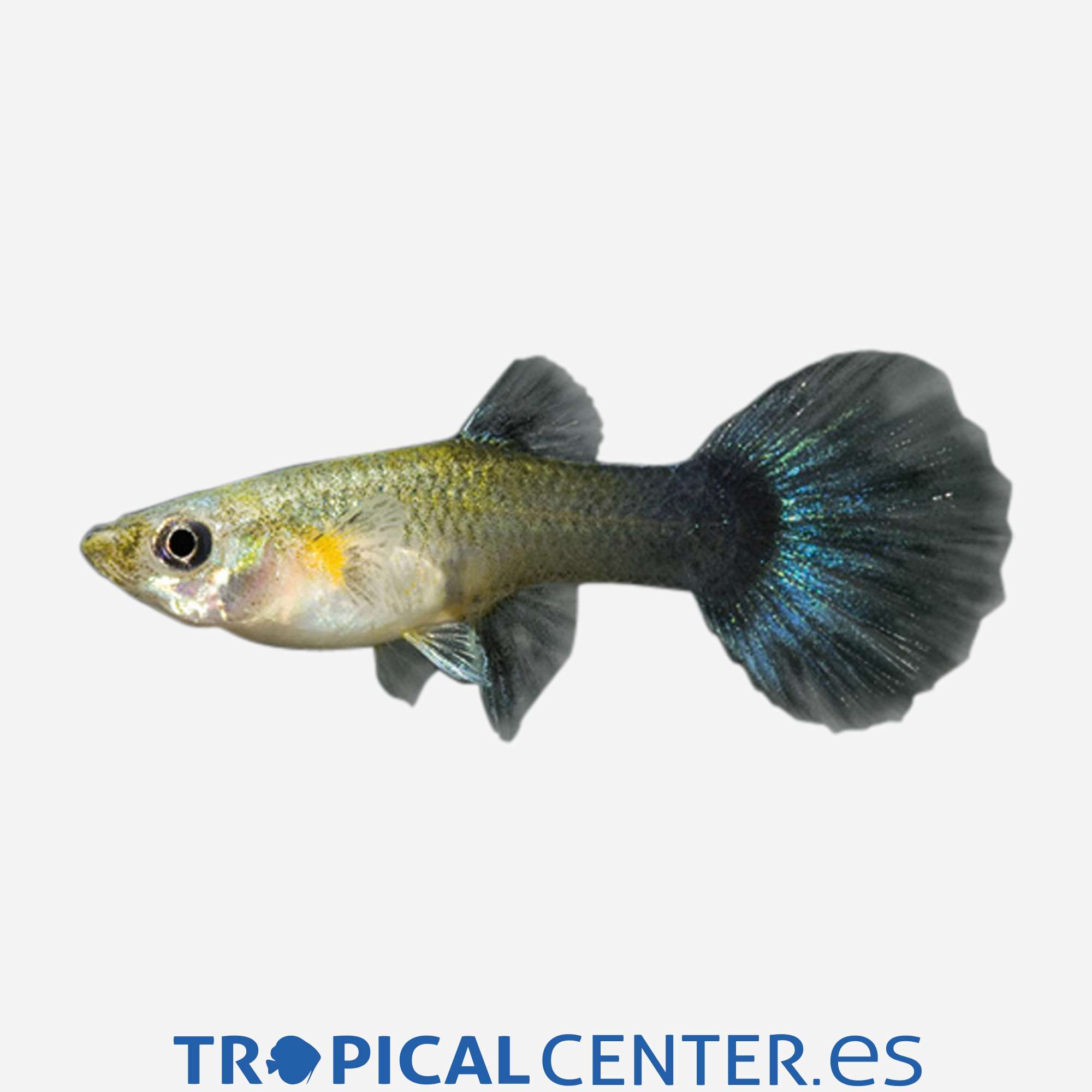 gu416-1-guppy-tuxedo-azul-hembra_general_3665.jpg gu416-1-guppy-tuxedo-azul-hembra_general_3665.jpg