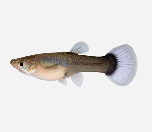 Guppy Tuxedo azul (hembra)