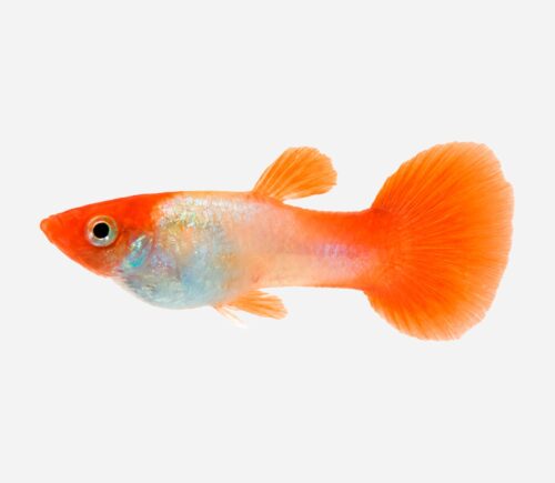 Guppy Boina roja koi (macho)