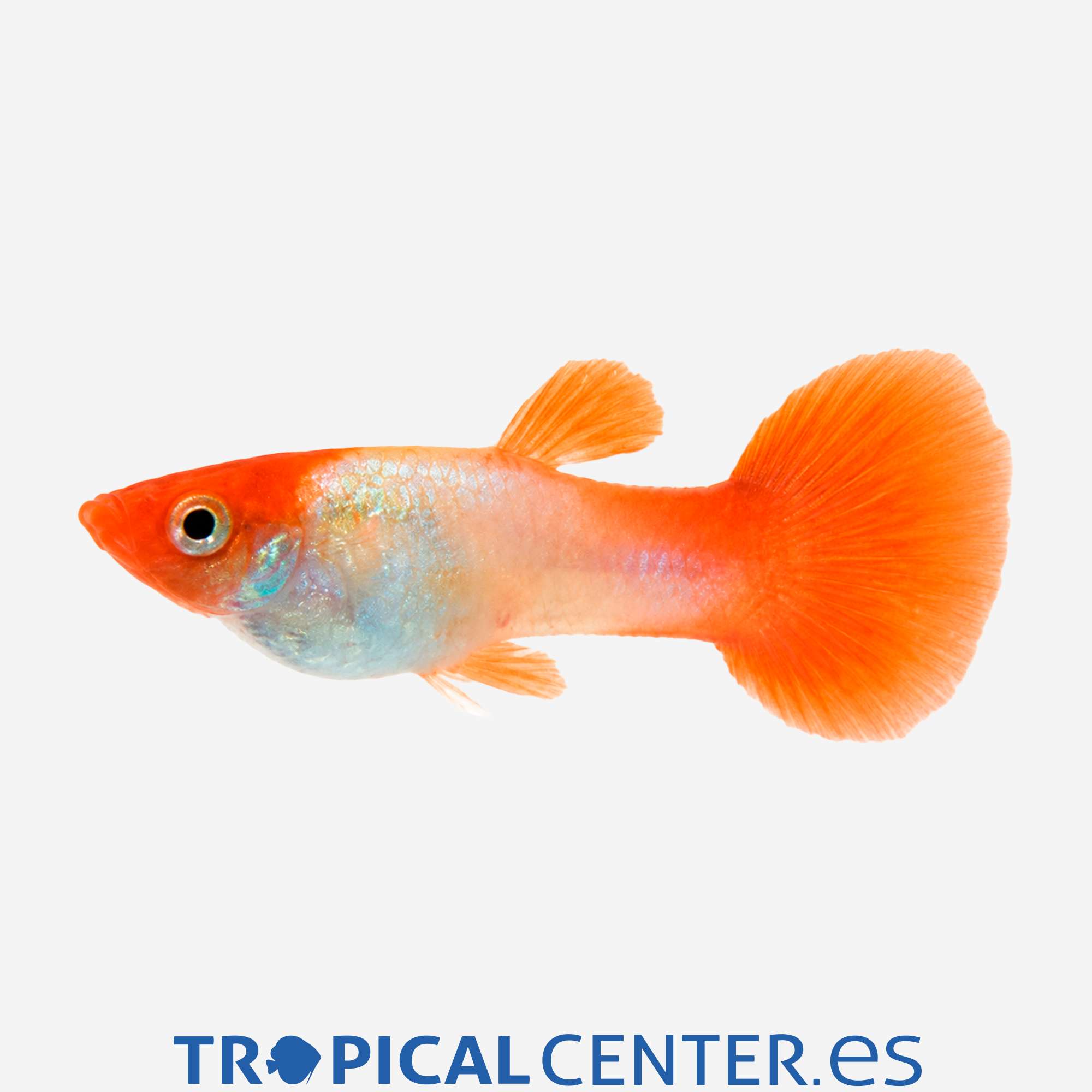 gu432-0-guppy-boina-roja-koi-macho_general_5720.jpg gu432-0-guppy-boina-roja-koi-macho_general_5720.jpg