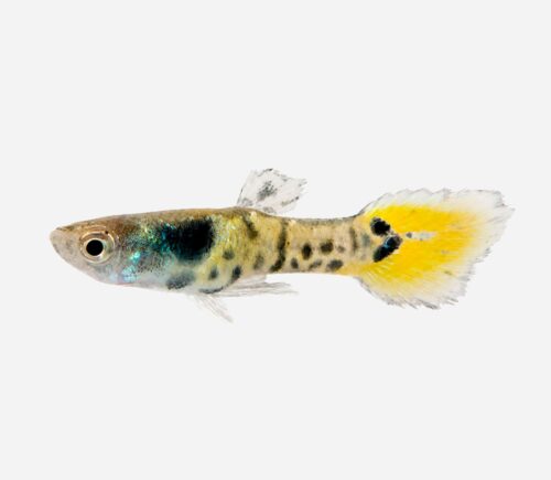 Guppy endler Cobra (macho)