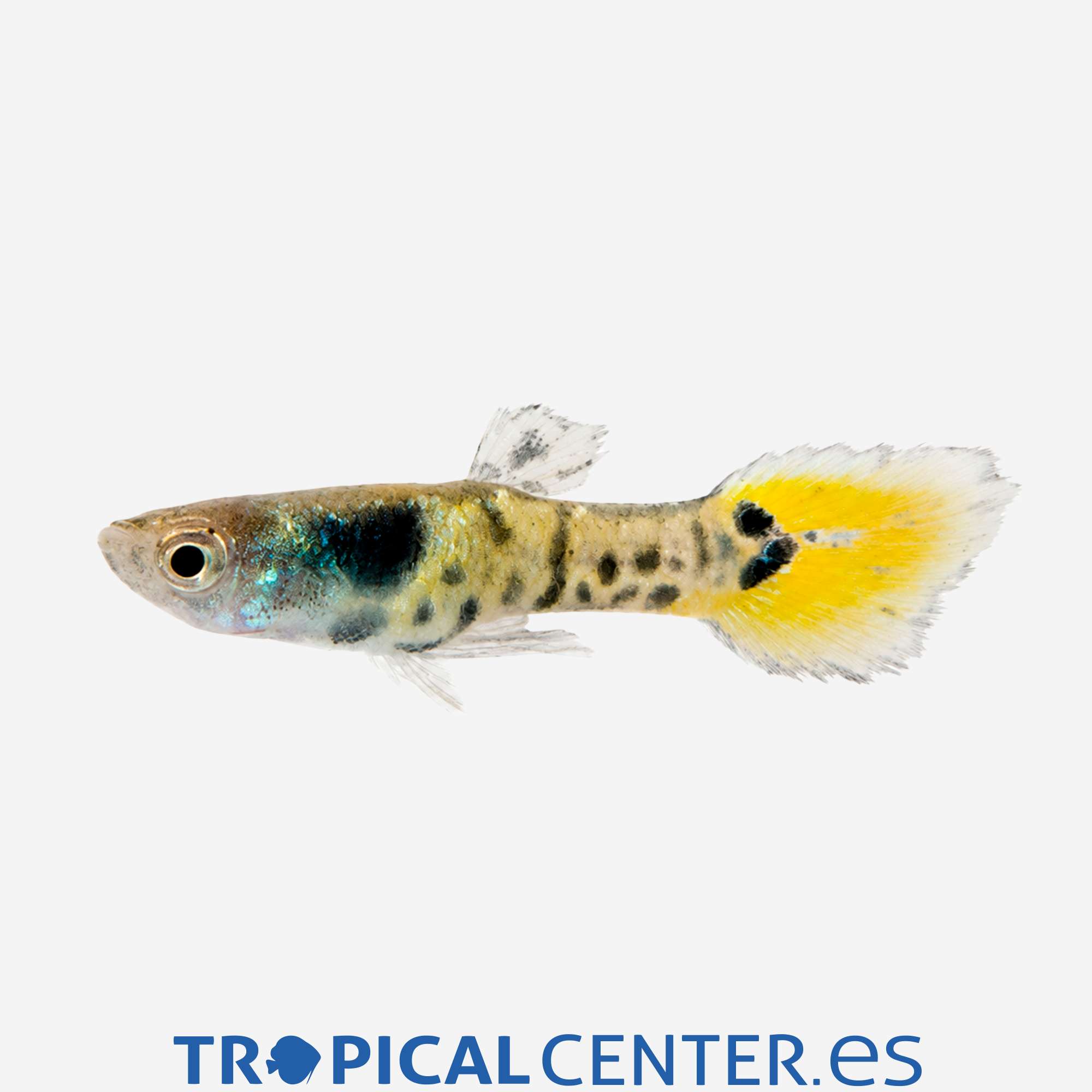 gu434-1-guppy-endler-cobra-macho_general_5736.jpg gu434-1-guppy-endler-cobra-macho_general_5736.jpg