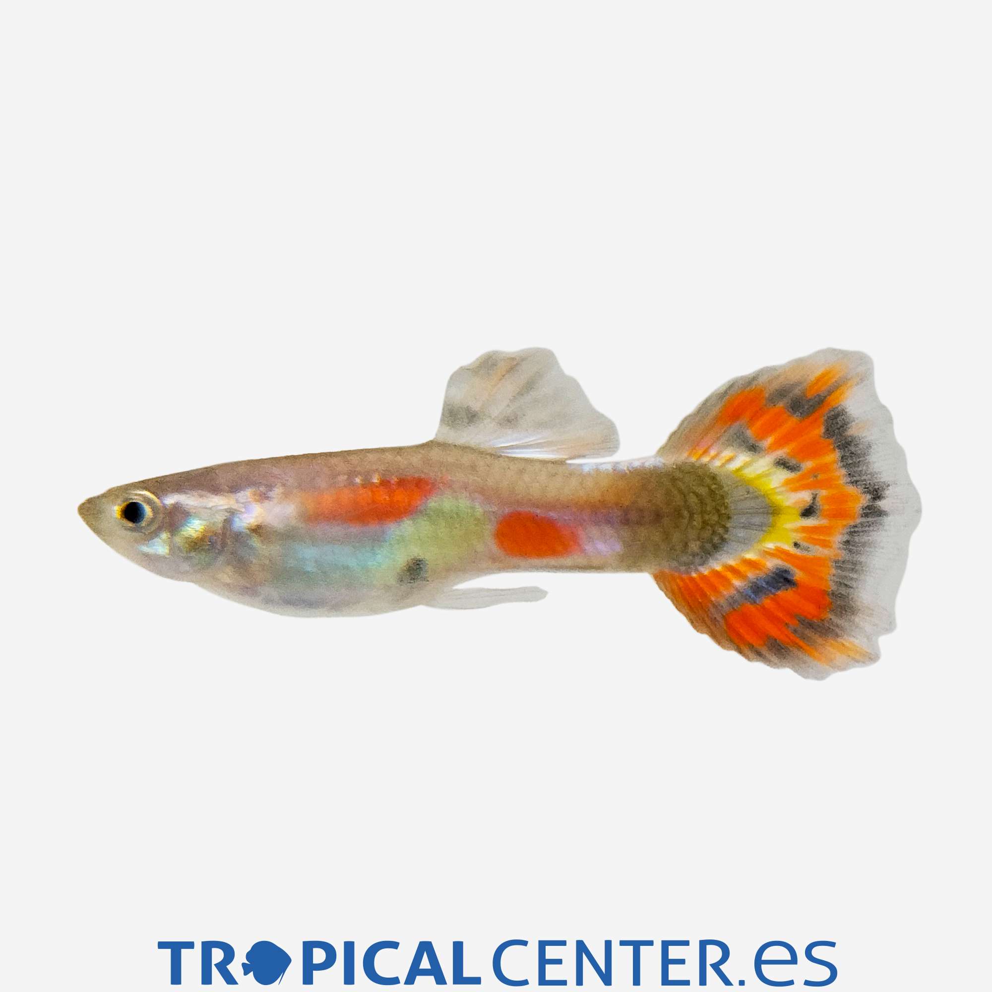 gu438-2-guppy-tricolor-macho_general_5599.jpg gu438-2-guppy-tricolor-macho_general_5599.jpg