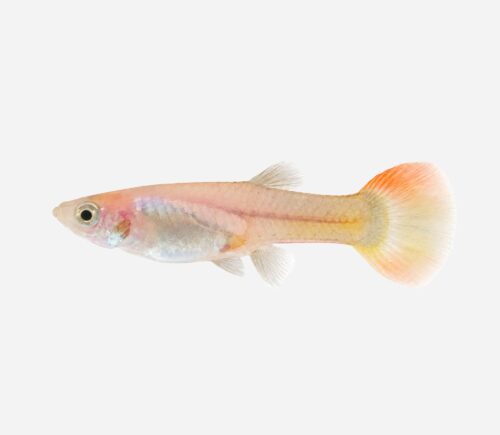 Guppy Oro rojo tuxedo (hembra)