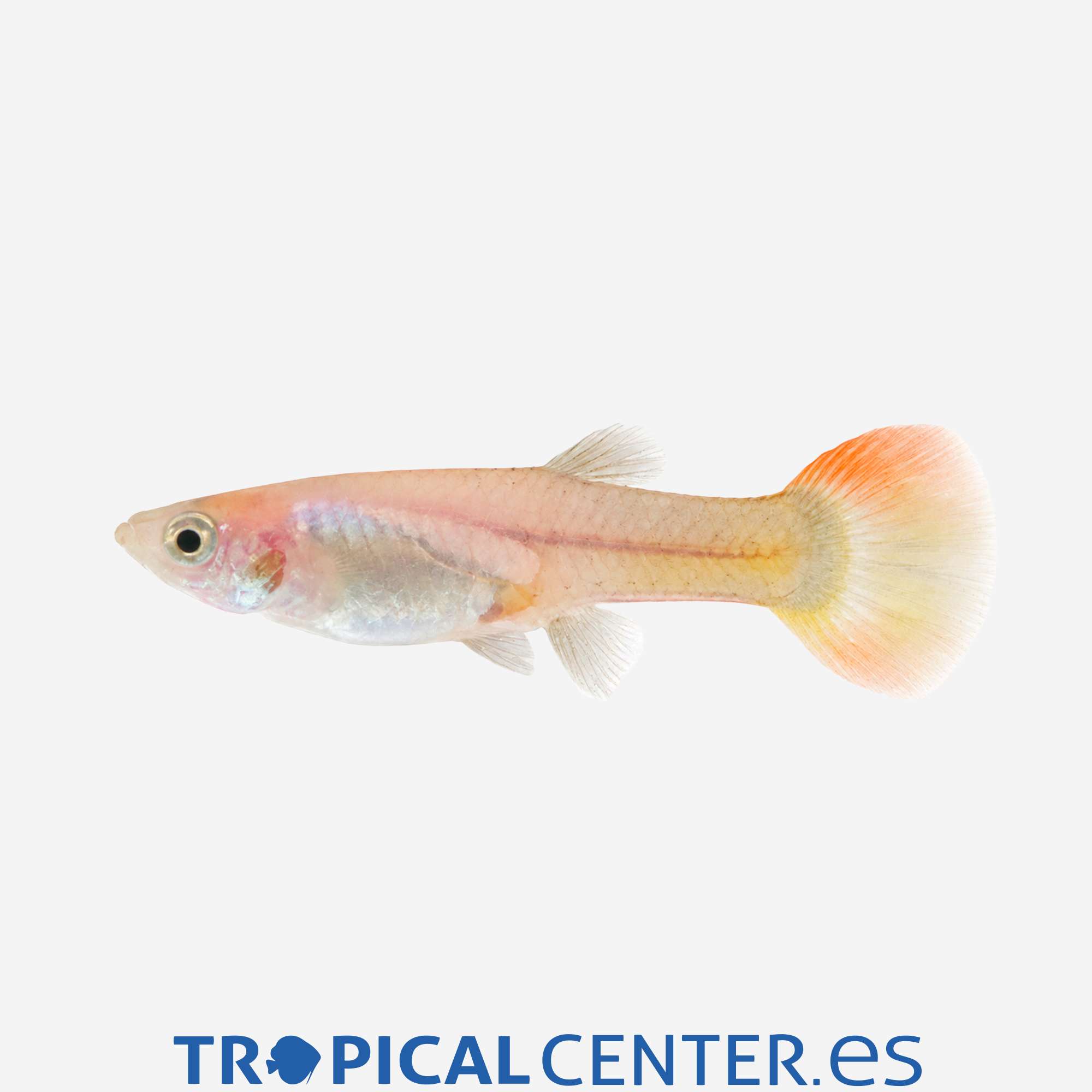 gu439-1-guppy-oro-rojo-tuxedo-hembra_general_5658.jpg gu439-1-guppy-oro-rojo-tuxedo-hembra_general_5658.jpg