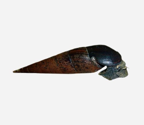 Caracol cuerno del diablo
