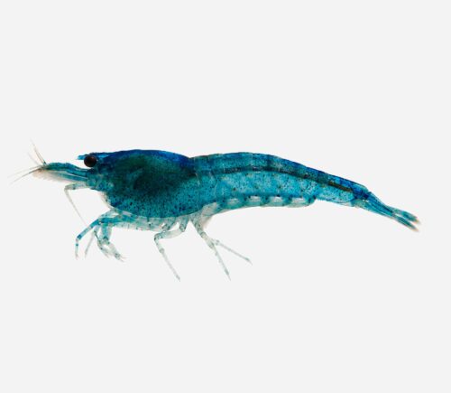 Gamba Azul turquesa