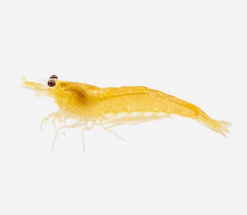 Gamba Amarilla