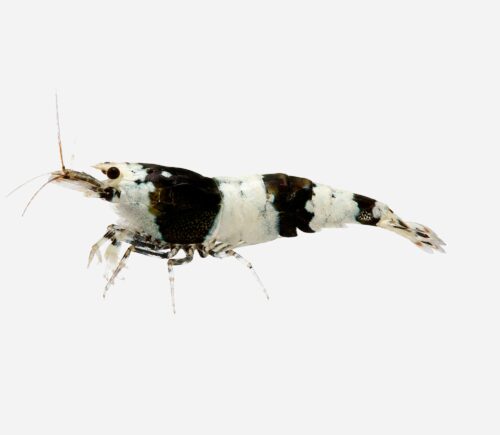 Gamba cristal negro