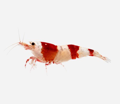 Gamba Cristal roja