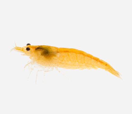 Gamba Amarillo fuego