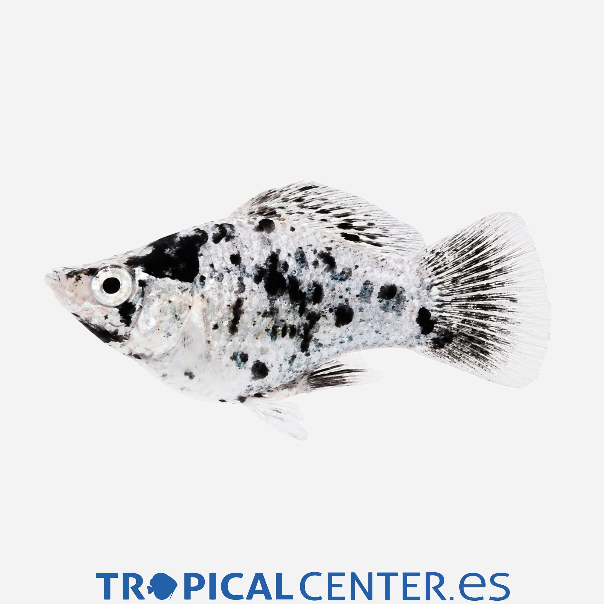 mo17-2-molly-balon-dalmata_general_5782.jpg