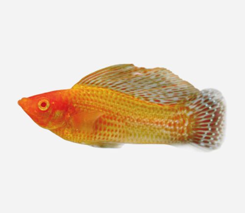Molly velifera Oro