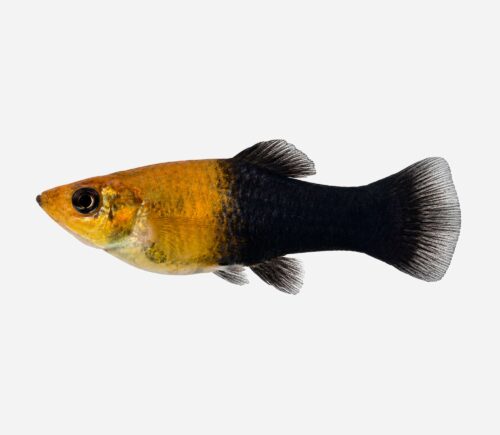 Molly Oro negro