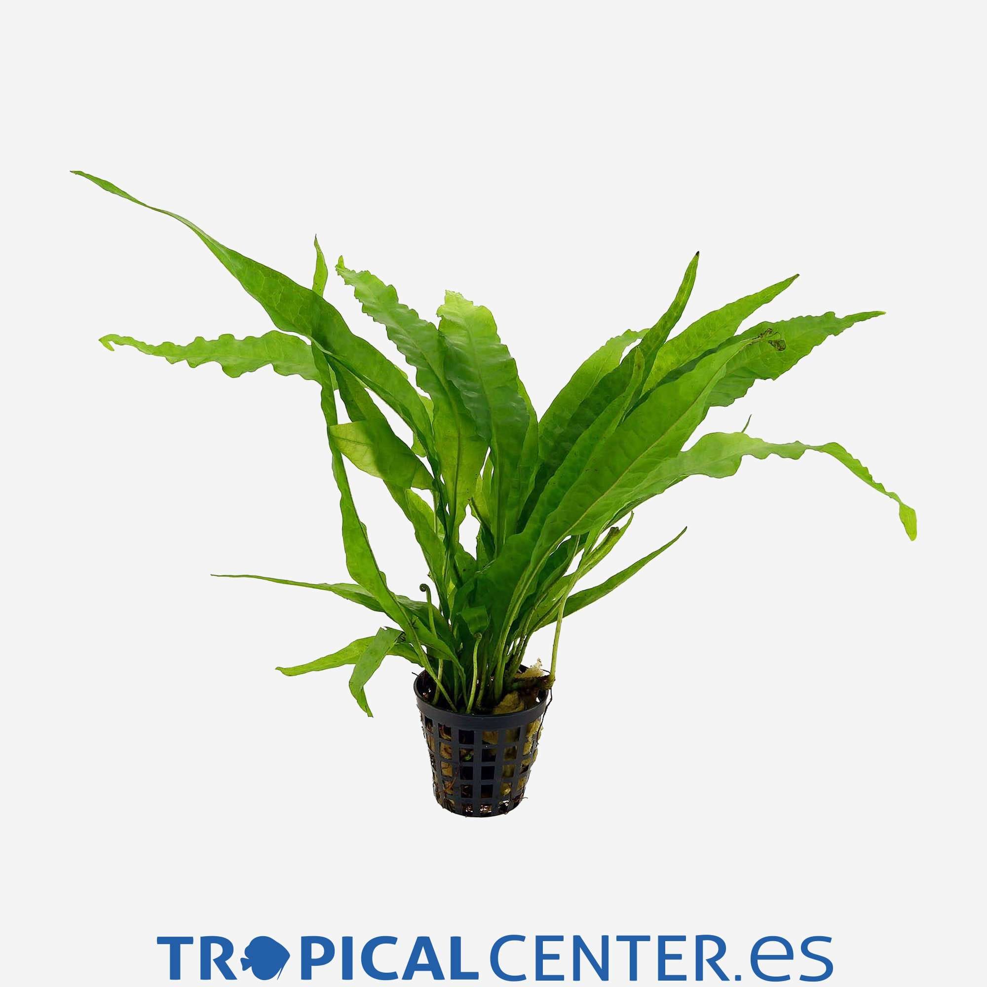 p115-microsorum-pteropus_general_4046.jpg