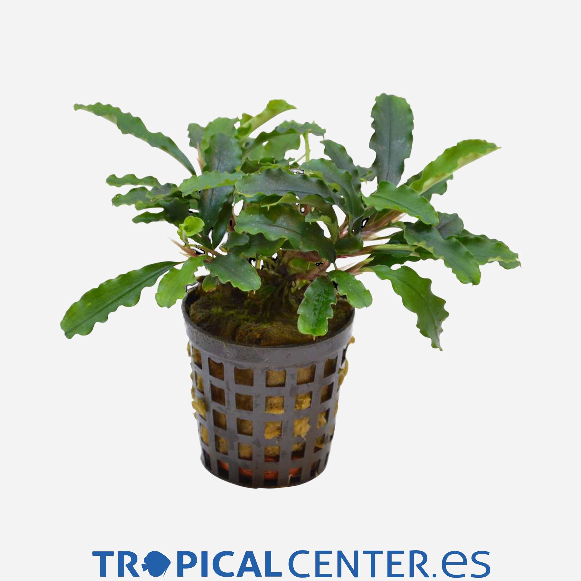 p202-bucephalandra-green-velvet_general_4060.jpg