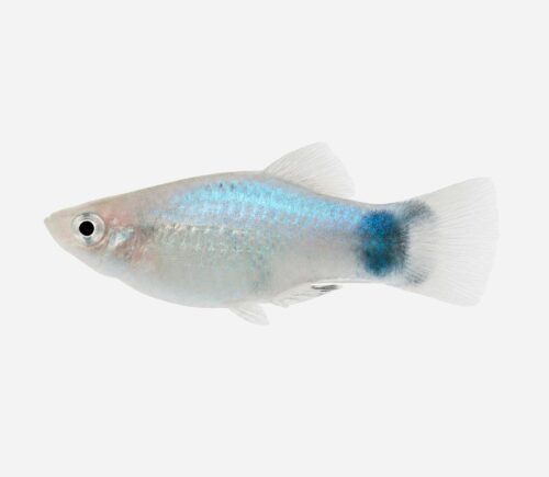 Platy Azul Mickey