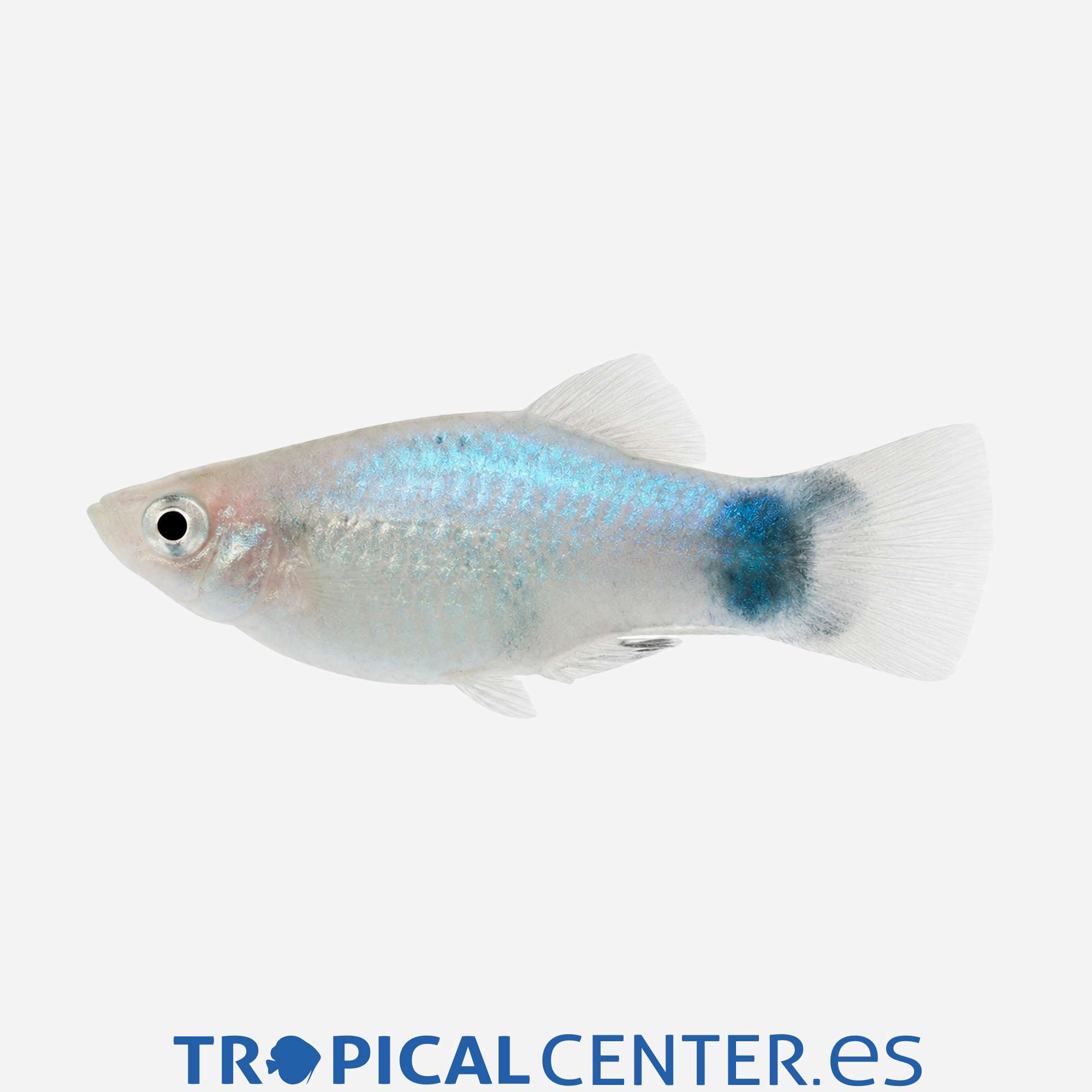 pl06-1-platy-azul-mickey_general_5942.jpg pl06-1-platy-azul-mickey_general_5942.jpg