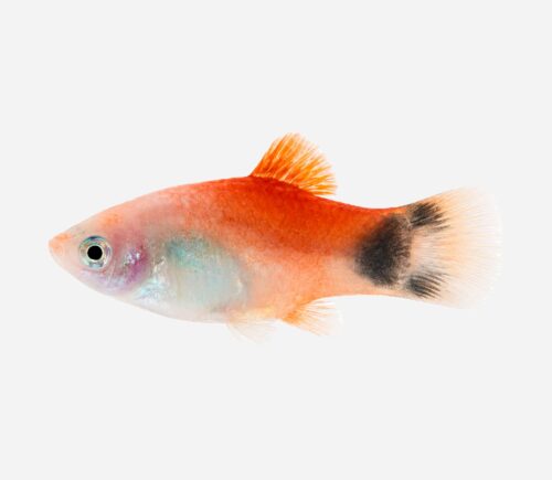 Platy Red top Mickey