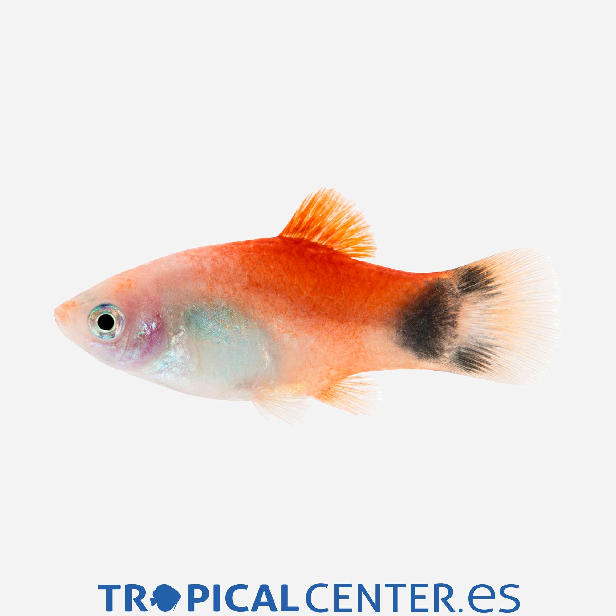 pl139-1-platy-red-top-mickey_general_5667.jpg pl139-1-platy-red-top-mickey_general_5667.jpg